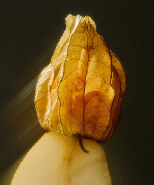 Up-close shot of physalis on a dark green background.