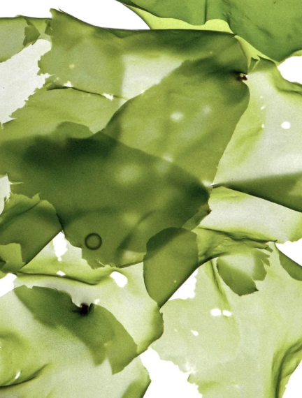 close-up of algae