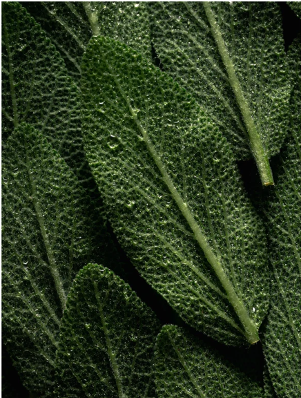 Close-up of a green leaf with detailed texture