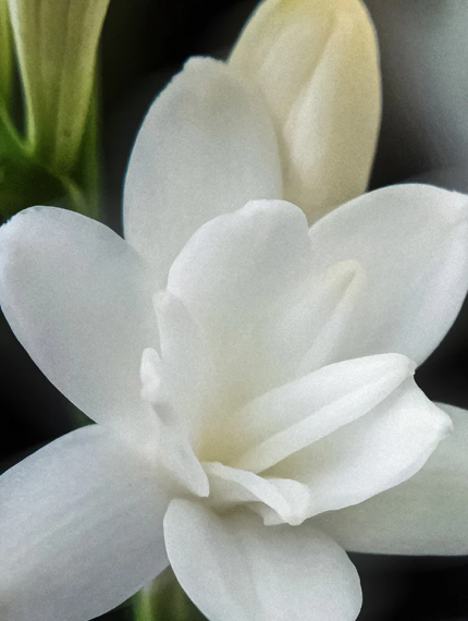 Close-up of a white flower with a blurred background
