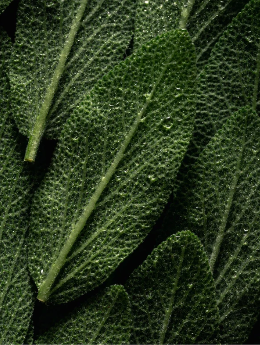 Close-up of green mint leaves laying flat and misted with water. 