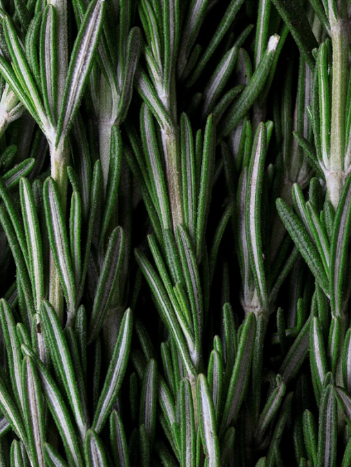 Close up of branches of rosemary.