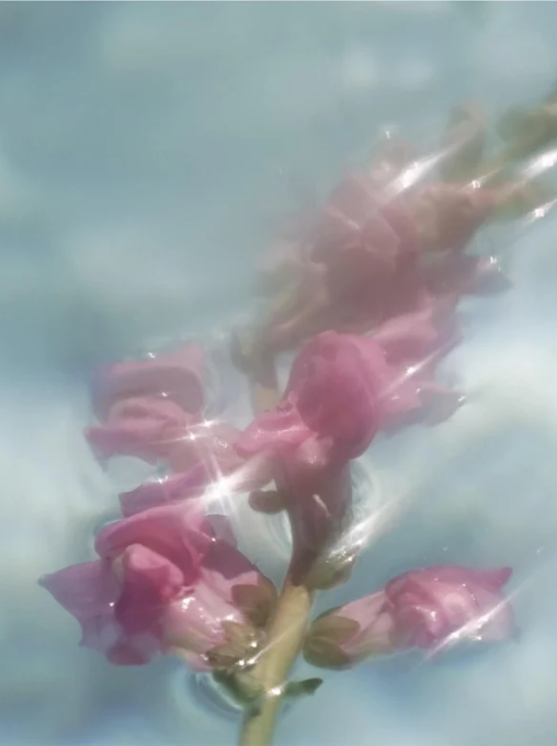 A branch of snapdragon floating in water bathed by light. 