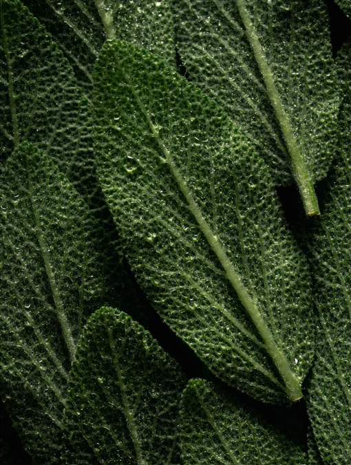 Close-up of misty green mint leaves. 