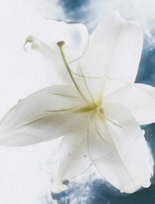 Close up of a jasmine flower. 