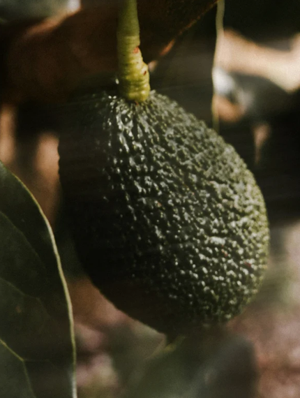 Close-up of a textured green avocado with leaves in the background