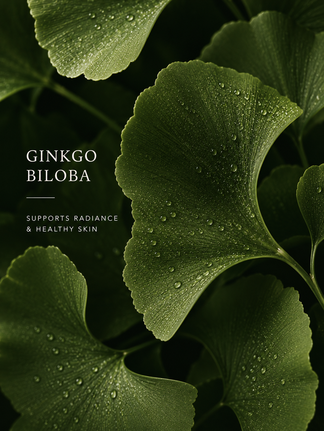Close-up of Ginkgo Biloba leaves with water droplets on a dark background